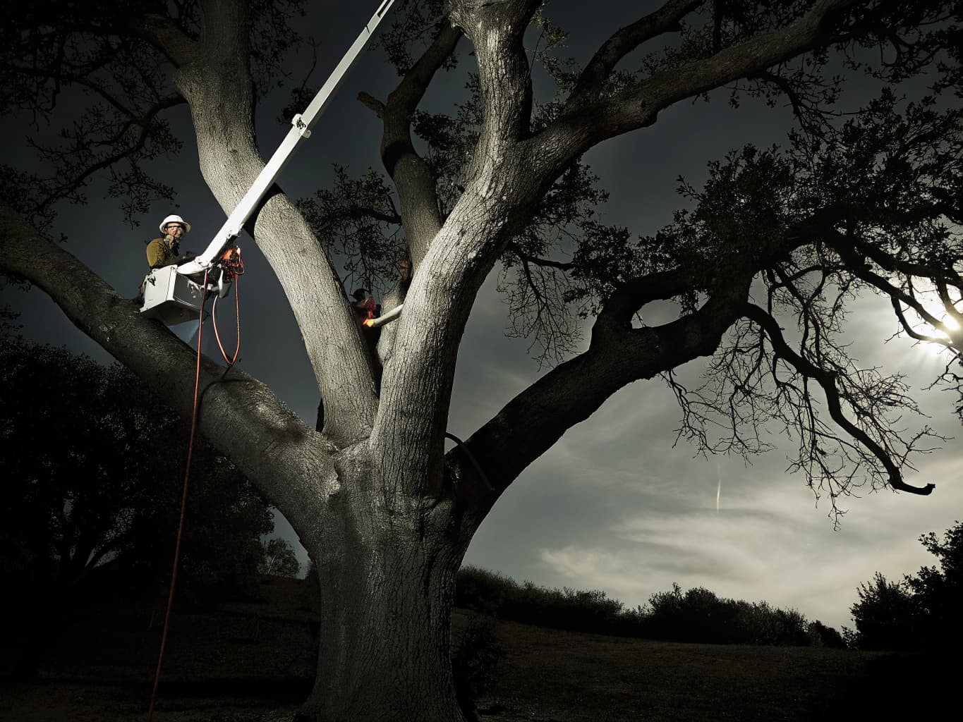 Professional tree trimming and removal service
